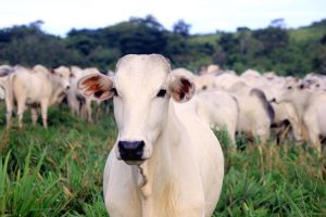 Mais uma conquista: Singapura abre novo mercado para produtos do agro brasileiro