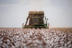 PIB matogrossense cresce impulsionado pelo Agro