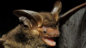 Espécie de morcego é encontrada após mais de um século sem registros