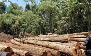 Madeira Ilegal: Apreensão resulta em multa milionária