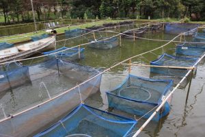 Ritmo acelerado: Aquicultura nas águas da União cresce 25%