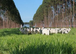 Uso de sistemas de integração contribuem para diminuir emissão de gases na pecuária