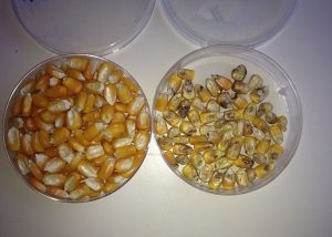 Estudo pioneiro no Brasil aponta variedades de milho mais produtivas e com resistência a fungos