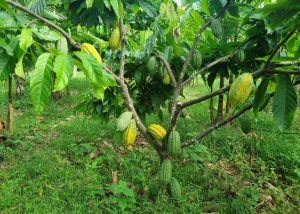 Plantio de árvores nativas da Amazônia recupera áreas de preservação permanente