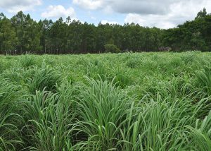 Nova cultivar de capim tem maior produtividade em áreas de baixa fertilidade