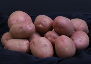 Cultivar de batata com casca vermelha é criada para atender demanda de agricultores familiares