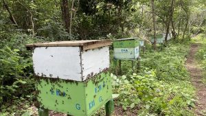 Sombra e água fresca para abelhas melhoram resultados na produção