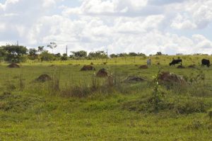 Estudo da Embrapa vai revelar o uso potencial de pastagens do Brasil para a agropecuária