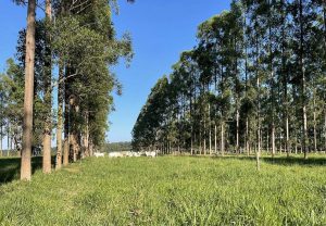 Integração Lavoura Pecuária Floresta garante produção de carne e leite mais equilibrada com o meio ambiente
