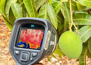 Pesquisa recomenda ações para reduzir efeitos do excesso de calor nas plantas