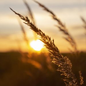 O clima é determinante para definição da safra de soja e milho?