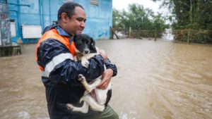 Animais são resgatados durante enchentes no RS