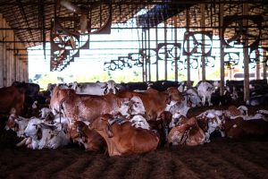 Goiás propõe linha de crédito especial para cadeia do leite