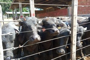 Produção de búfalos é responsável por quase R$ 40 milhões do VBP paranaense