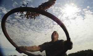 Entenda os impactos do El Niño nas produções de café do Brasil