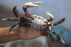 IAT autoriza captura do caranguejo-uçá a partir desta sexta-feira