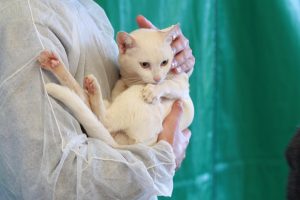 Paraná estabelece normas para destinação de animais mortos por doença que atinge principalmente os gatos