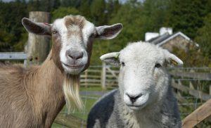 Brasil amplia exportação de material genético animal