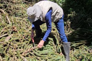 Araucária gigante que caiu por causa da chuva no PR será clonada pela Embrapa