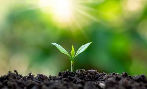Nova portaria do Ministério da Agricultura dará mais celeridade no registro de novos defensivos agrícolas