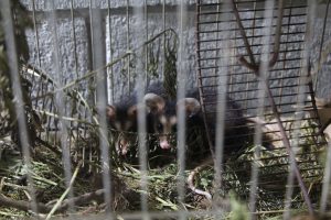 Pronto atendimento do IAT ajuda a salvar a vida de animais silvestres no Litoral