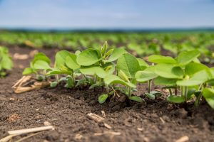 Mesmo com mudanças climáticas, plantio da soja avança no RS