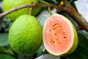 Cultivo inovador destaca goiaba produzida por agricultores em cidade paranaense