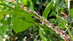 SP cria comitê de combate à praga que afeta plantações de laranja