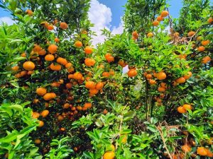 Cultivo de frutas cítricas conquista montanhas e desempenho surpreende