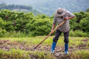 Comissão aprova seguro-desemprego para trabalhadores rurais temporários