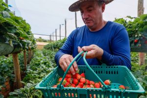 Com Indicação Geográfica, morango do Norte Pioneiro impulsiona renda de produtores do PR