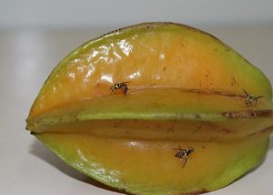 MOSCA-DA-CARAMBOLA: Mapa declara emergência fitossanitária em quatro estados para adoção de medidas preventivas