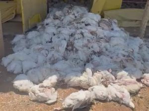 Onda de calor mata mais de 5 mil frangos em MG