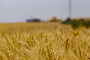 Leilões de apoio à comercialização e ao escoamento de trigo têm resultado positivo