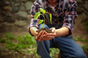 Segredos vitais na nutrição de solos e plantas fazem a diferença na produção