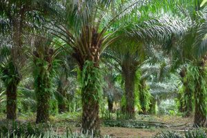 Conheça matéria-prima com mais eficiência para produção de biocombustíveis