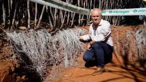 Negócio de família: irmãos investem em novo manejo biológico e ganham produtividade na cana-de-açúcar