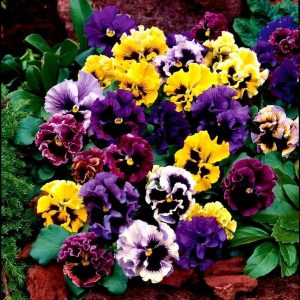 Além de perfumar e trazer beleza a espaços, flores também podem ser alimentícias