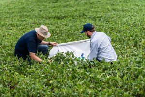 Produtores de soja que adotam o Manejo Integrado de Pragas economizam 50% na aplicação de inseticidas no PR