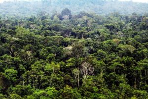 Plano aposta em pesquisas para recuperar vegetação nativa