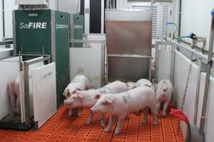 Granja de suínos de MG recebe selo internacional