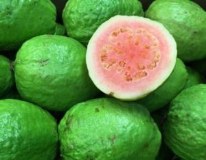 Embrapa lança minicursos sobre cultivo da goiaba e comercialização de frutas