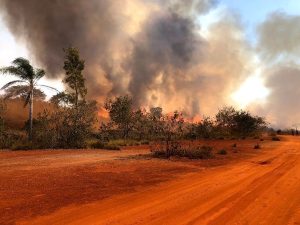 Área total atingida por incêndios florestais diminui 86% em 2023