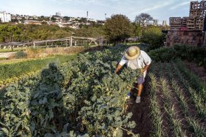 Sistemas agroflorestais juntam plantio e regeneração de ecossistemas