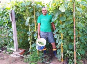 Produção de pepino é alternativa utilizada por agricultores no RS