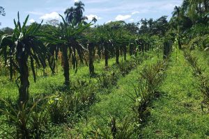 Agricultor usa da agroecologia para otimizar produção e renda no PR