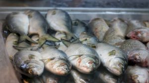 Polícia apreende mais de uma tonelada de pescado ilegal e aplica quase R$ 30 mil em multas