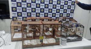 Em fiscalização, PRF encontra 52 aves silvestres