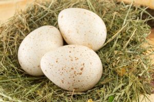 Bolívia abre mercado para exportar ovos de peru do Brasil