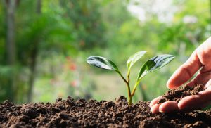 2023 chega ao fim com 90 defensivos agrícolas de baixo impacto registrados